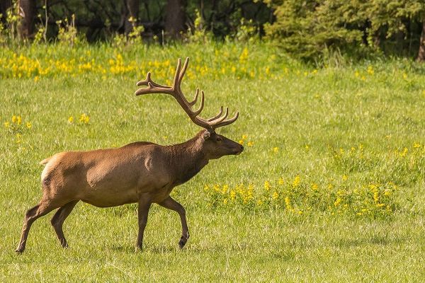Colorado-Rocky Mountain National Park Bull elk in field